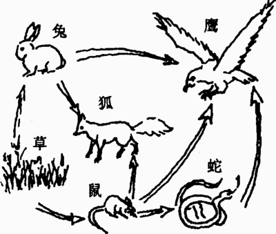 苏科版七年级生物单元测试 第6章_生物之间的食物关系